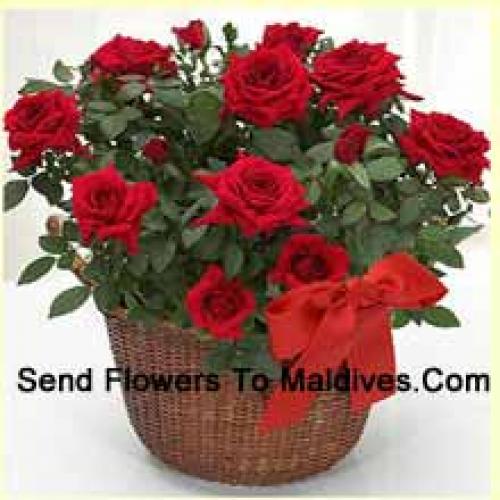 18 Graceful Red Roses