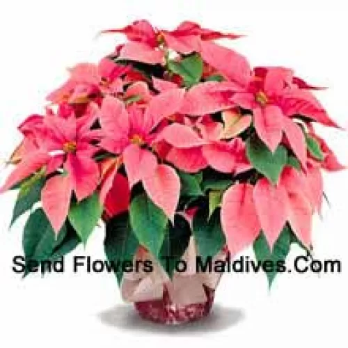 A long-lasting favorite for home or office, our top quality poinsettias are a great way to say 'Season's Greetings' with style (Please Note That We Reserve The Right To Substitute Any Product With A Suitable Product Of Equal Value In Case Of Non-Availability Of A Certain Product)